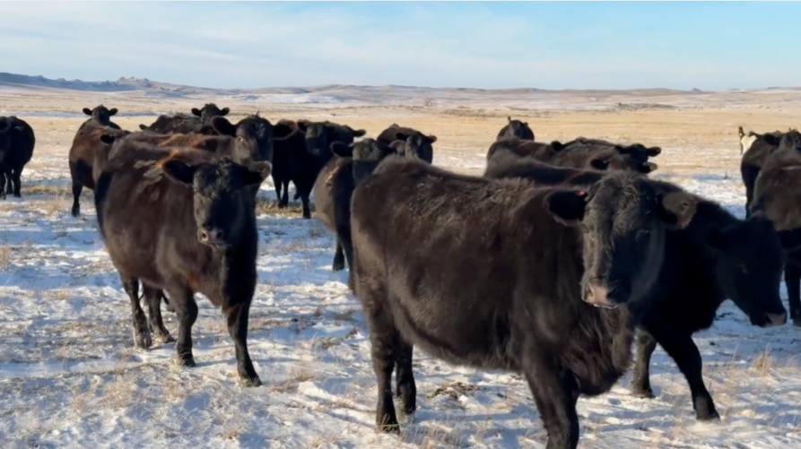 END OF THE YEAR SPECIAL!-BC1202F5